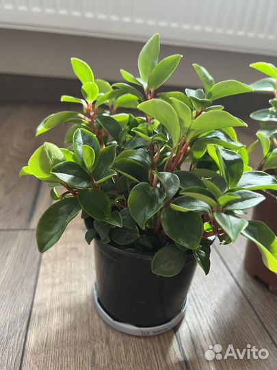 Пеперомия Глабелла