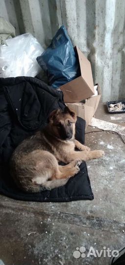 Щенок овчарки в добрые руки