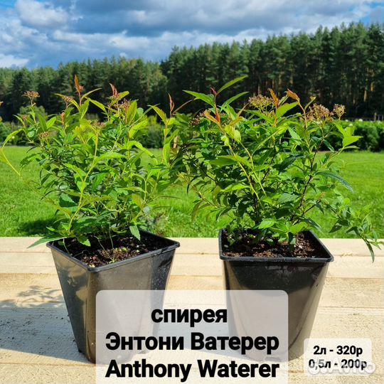 Спирея японская