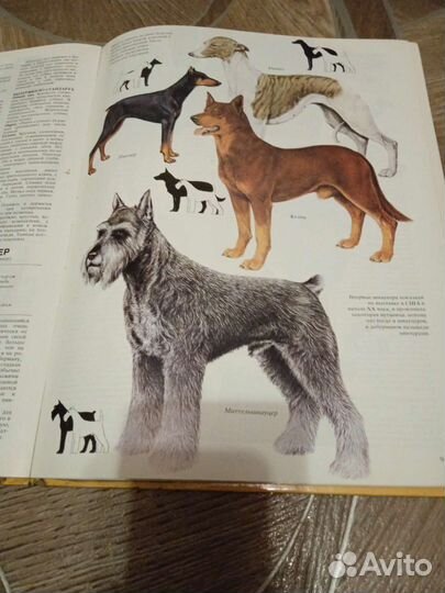 Джоан Палмер Ваша собака