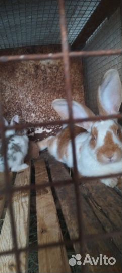 Кролики мясных пород