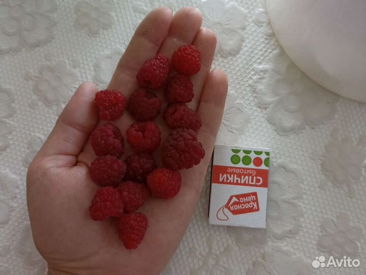 Кусты малины Геракл