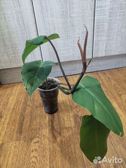 Филодендрон краснеющий