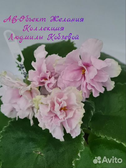 Сортовые фиалки