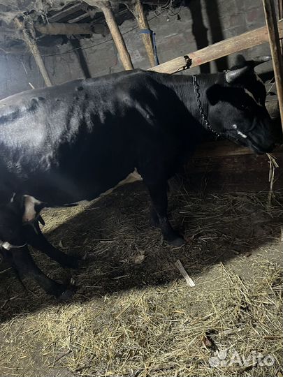 Коровы и телята