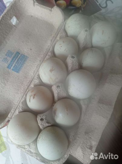 Продаю Яйцо утиное
