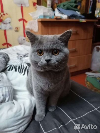 Британская кошка вязка