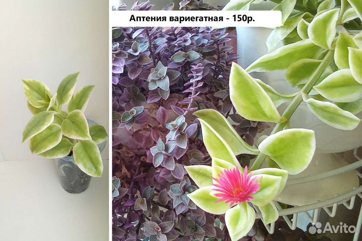 Суккуленты ампельные