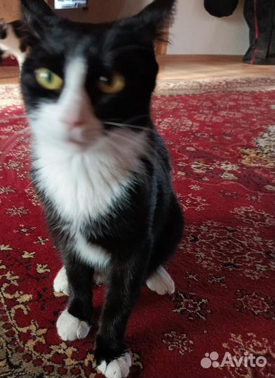 Коты в добрые руки