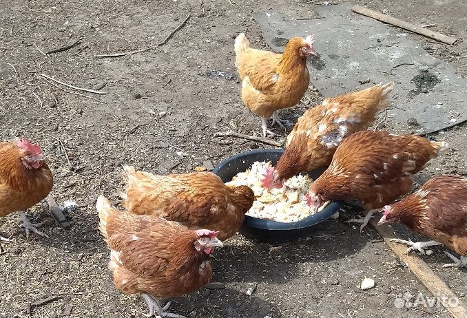 Куры несушки