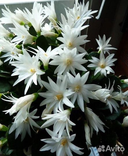 Декабрист (шлюмбергера) и репсалидопсис