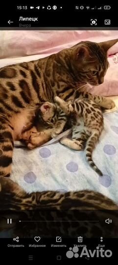 Бенгальская