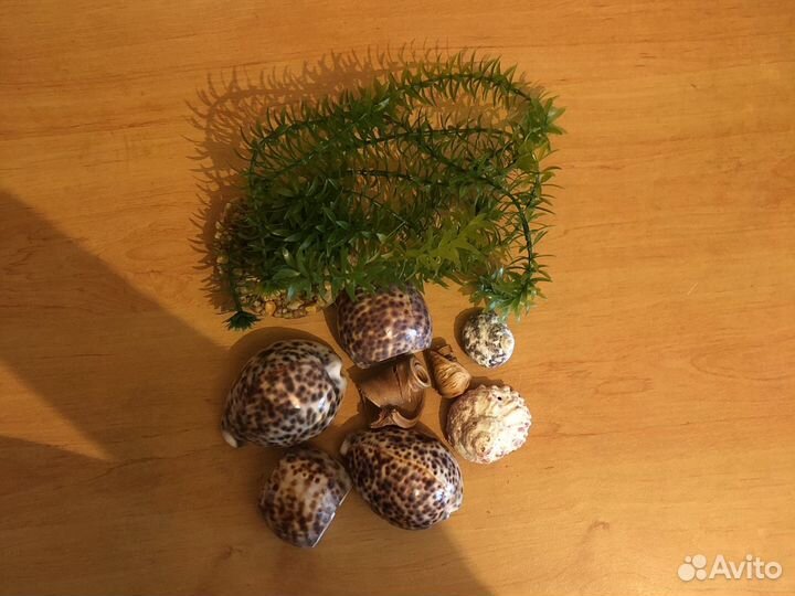 Камни для декора, ракушки, иск. растения