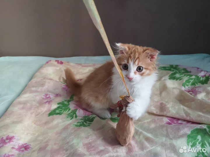 Пушистый котенок в дар