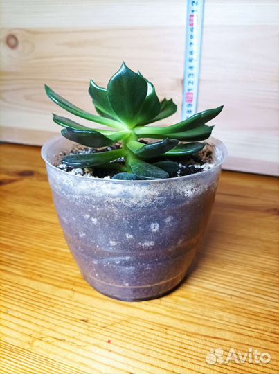 Эхеверия черный принц Black Prince