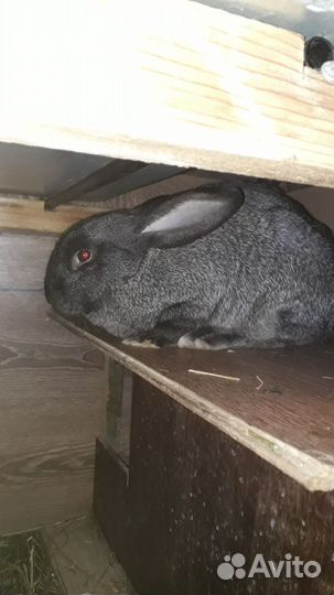 Кролики порода серый великан и белый панон