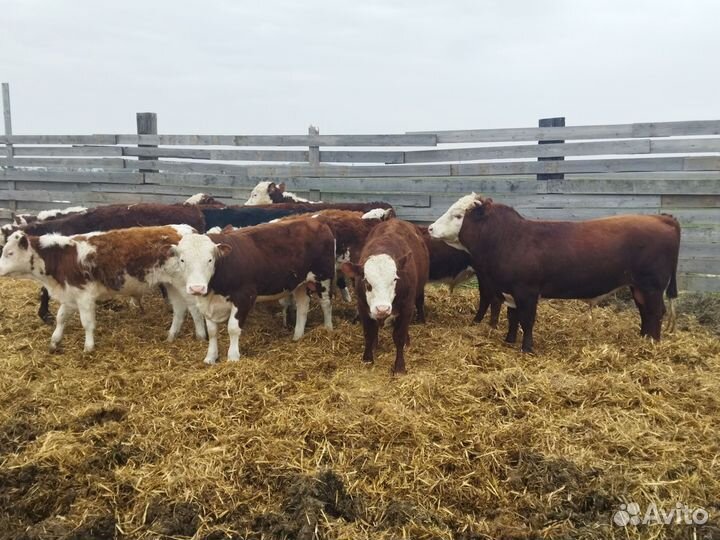 Бычки и быки