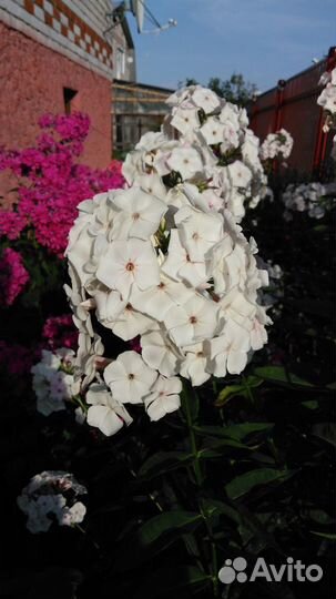 Флоксы, многолетники