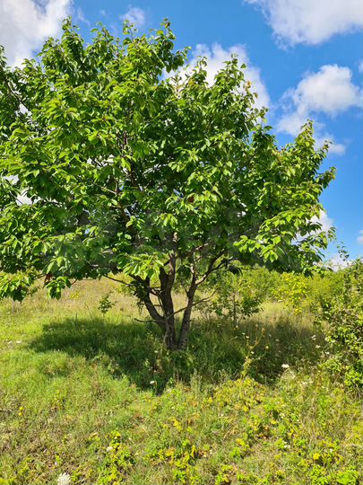 Участок 5,4 сот. (СНТ, ДНП)