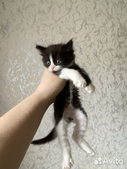 Отдам в добрые руки