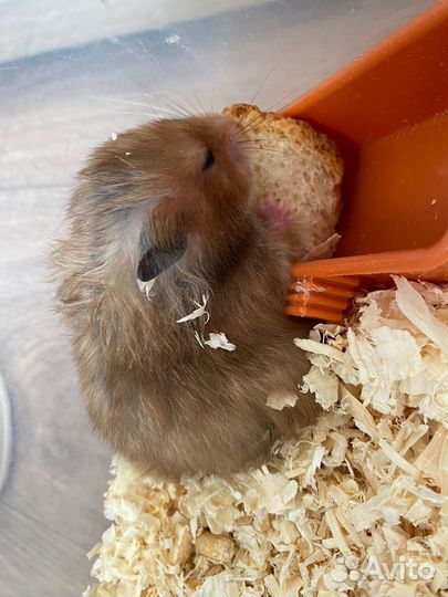 Сирийский хомяк 3 месяца, бесплатно