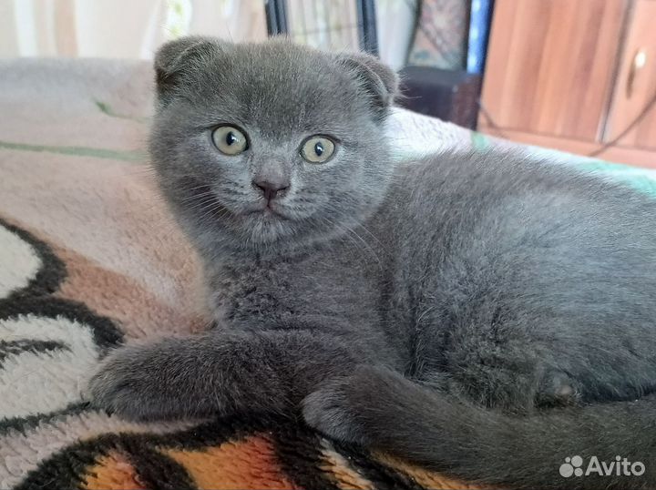 Шотландская вислоухая котёнок