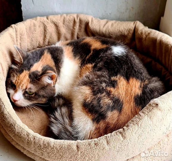 Кошка в добрые руки