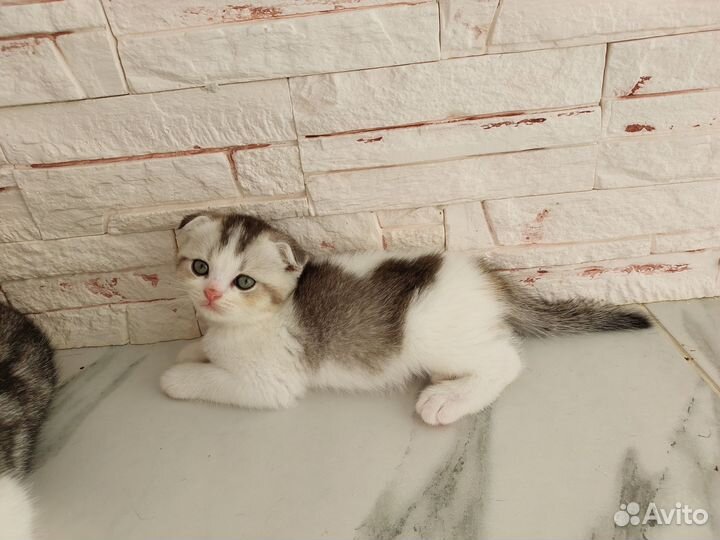 Шотландские котята