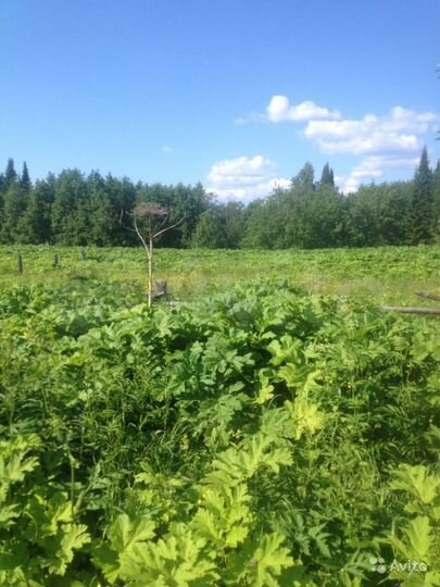 Участок 16 сот. (ИЖС)