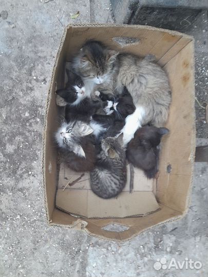 Отдам котят в добрые руки