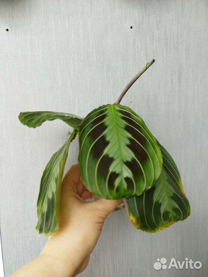 Маранта Массанжа