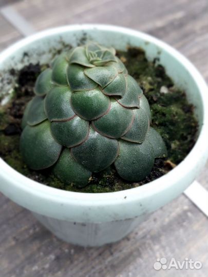 Суккуленты