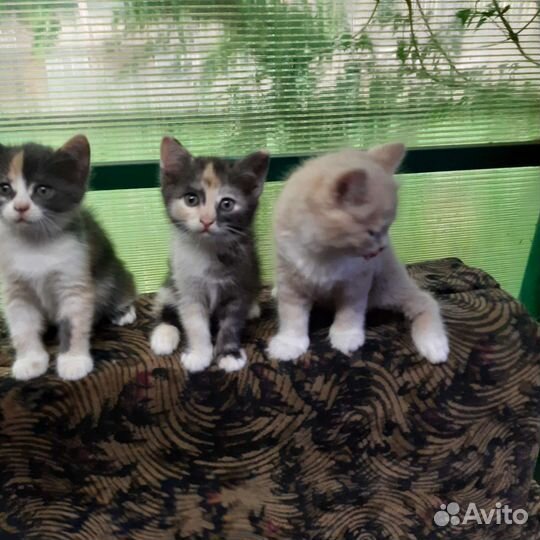 Котята в добрые руки бесплатно