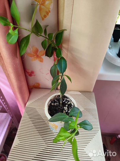 Эсхинантус