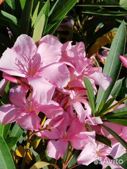 Олеандр розовый
