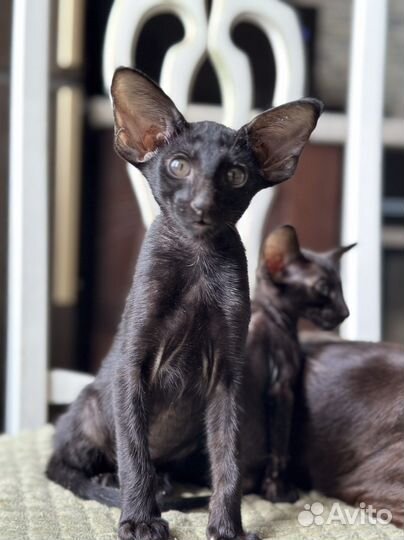 Ориентальные котята