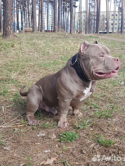 Предлагается для вязки, молодой кобель