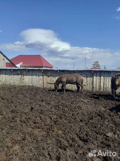 Жеребята годовалые, крупные на откорме 3 месяца