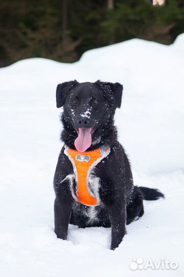 Игривый и счастливый пёс-подросток