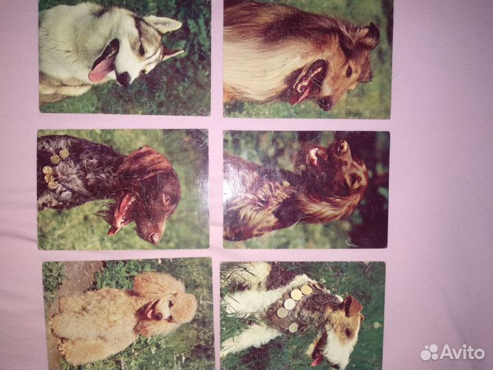 Наши верные друзья. Набор открыток