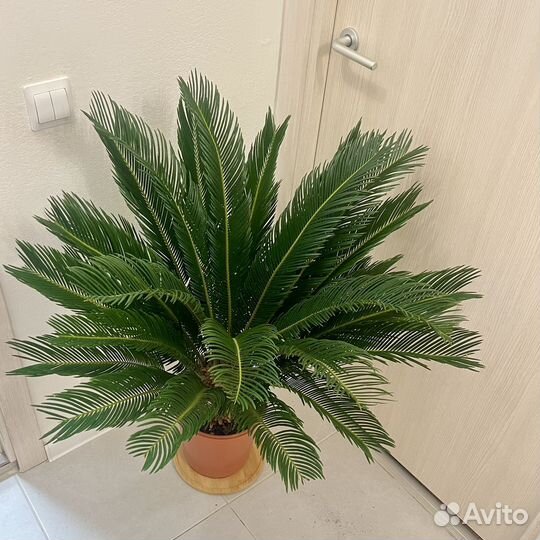 Цикас до 100 см Древнее растение для дома
