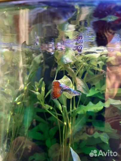 Гуппи испанцы собственного разведения