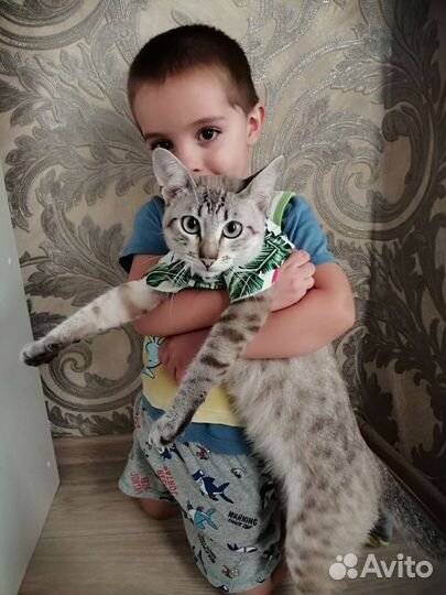Кот в добрые руки