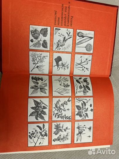 В. И. Артамонов Редкие и исчезающие растения