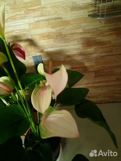 Антуриум Экзота