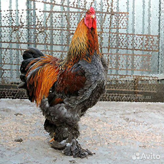 Инкубационное яйцо кур Брама