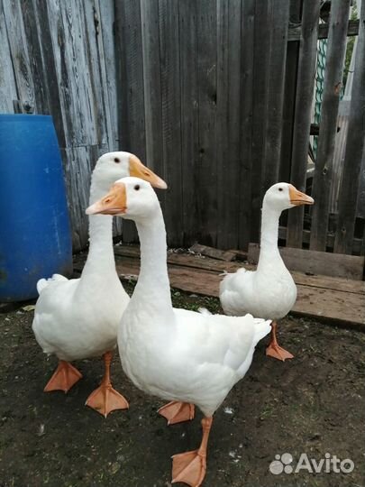 Продам гусей