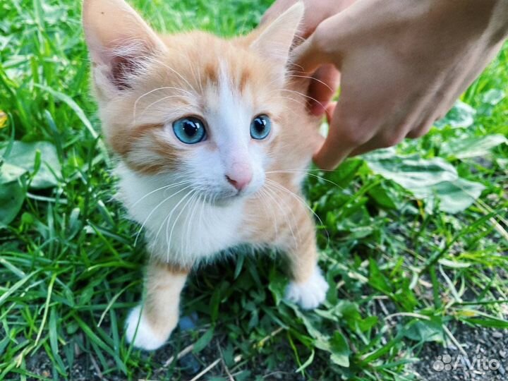 Рыжий котенок