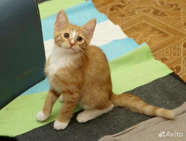 Котёнок Веста