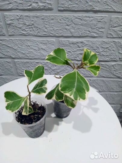 Сортовые фикусы